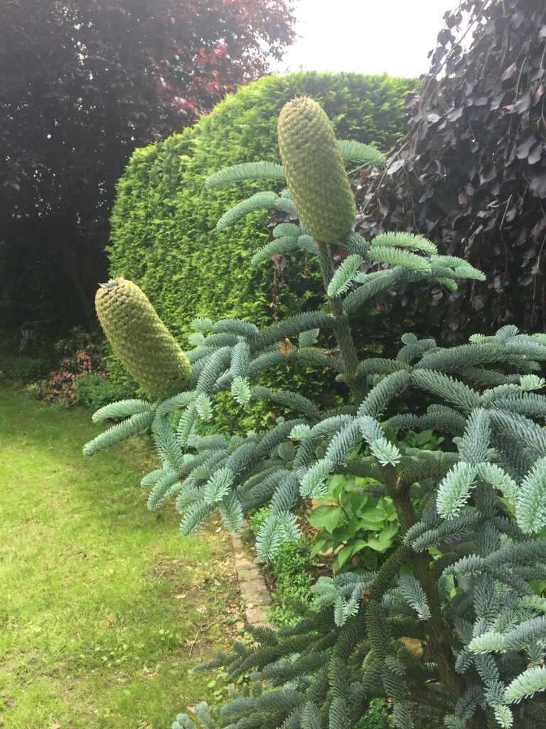 Willa Polanica w Polanicy Zdroju Villa Polanica galeria ogród